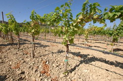 altoirea-la-vita-de-vie-61 resize