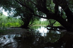 Parcul Natural „Balta Mica a Brailei” – punct turistic