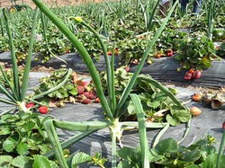 Ceapa protejeaza capsunul de boli si daunatori