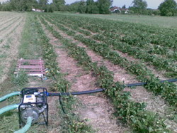 halmeu2-pagina resize