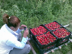 Halmeu – “capitala capsunilor” din Romania