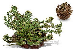 Trandafirul Sfintei Marii – Miracolul ce traieste zeci de ani fara apa!