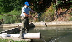 Investitii in pastravariile din Caras Severin