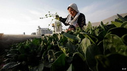 Metode experimentale post-nucleare de cultivare a terenurilor agricole in Japonia