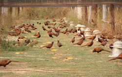 Ferma de fazani Gheorghita