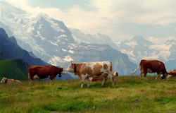 Productia medie a Baltatei Austrice a fost de 6700 litri