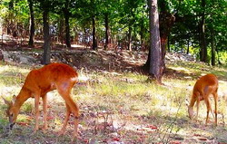 22 sector zoologic caprioare resize