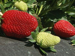 Folia de mulci pentru capsuni