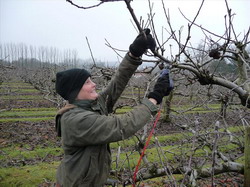 Apple-pruning resize