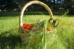 Cos-cu-legume resize