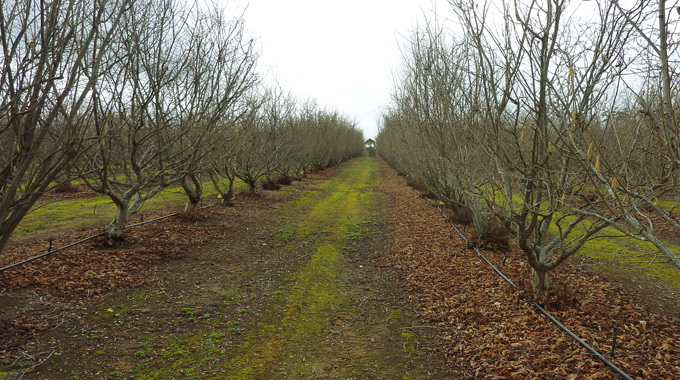 Cultura de alun si trufe