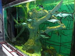 acvariu-jibou resize