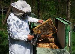 Efectele impozitarii asupra apiculturii romanestii