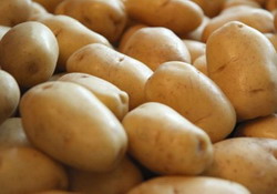 Samanta de cartof ecologic costa 2 lei/kg