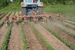 cultivating-soybeans-to-remove-weeds-1 resize