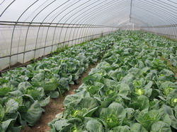 Succesul investitiilor in agricultura este asigurat de proiectele cu valoare mica si medie