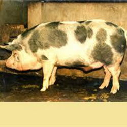 Rasa de porci Ba Xuyen