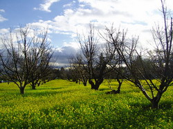 Ordonanta privind cotele din agricultura trebuie modificata