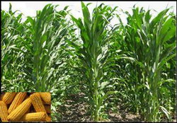 Un hectar de porumb costa 2700 de lei in Salaj