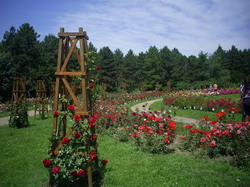 trandafiri-gb resize