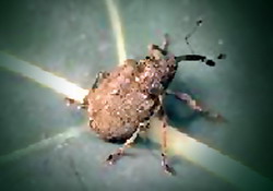 Combaterea Gargaritei tulpinilor – Ceuthorrhynchus Napi in cultura rapitei de toamna