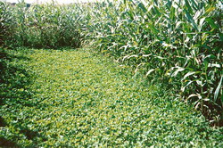 Corn-growing-in-Kura-Clover resize