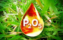 Impactul fosforului in viata plantelor