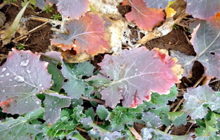 Impactul fosforului in viata plantelor 3