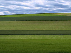 Culturi care retin apa in sol