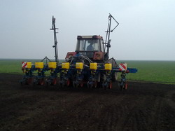 Un semanat prea timpuriu conduce la o slaba germinare la floarea soarelui