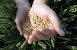 Recomandarile SYNGENTA in primavara anului 2013 pentru culturile de cereale paioase