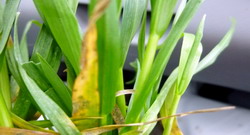 Atentie la bolile cerealelor paioase