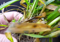 boli-cereale-paioase2