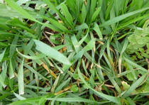 boli-cereale-paioase3