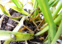 boli-cereale-paioase4