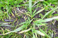 combaterea buruienilor din cerealele paioase3