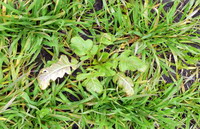 combaterea buruienilor din cerealele paioase4