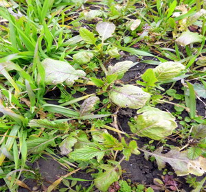 combaterea buruienilor din cerealele paioase5