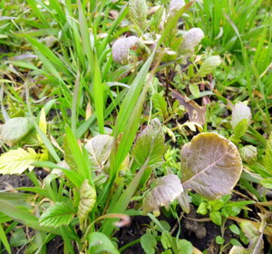 combaterea buruienilor din cerealele paioase6