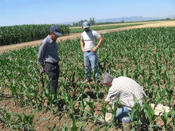 Retelele de afaceri agricole
