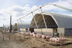 Adaposturi usoare pentru porci