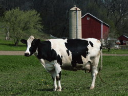 Fermele cu 3-15 vaci sprijinite prin proiecte model de investii