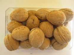 Noi soiuri de nuci la SCDP Iasi