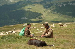 Pentru ovinele din zonele defavorizate se vor acorda in plus 4,5 euro/cap