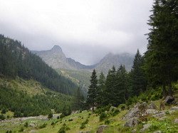 Mii de copaci, taiati in Parcul Natural Muntii Maramuresului