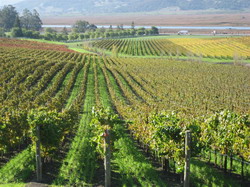 Curiozitati din Podgoria Aradului