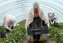 Fermierii din Spania acceseaza fonduri europene dupa proiecte standard