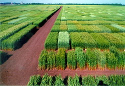 Stiinta si inovarea, calea de urmat in agricultura