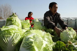 varza-chinezeasca resize