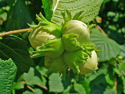 Corylus avellana 0005 resize